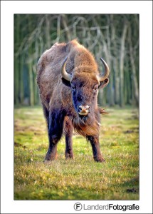 20160316wisent